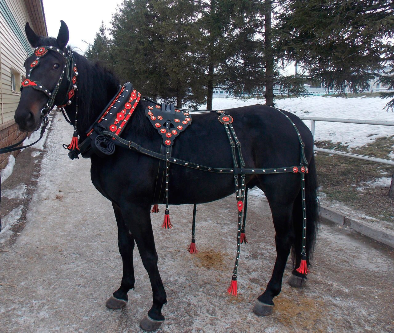 Где Купить Лошадь В Новосибирске